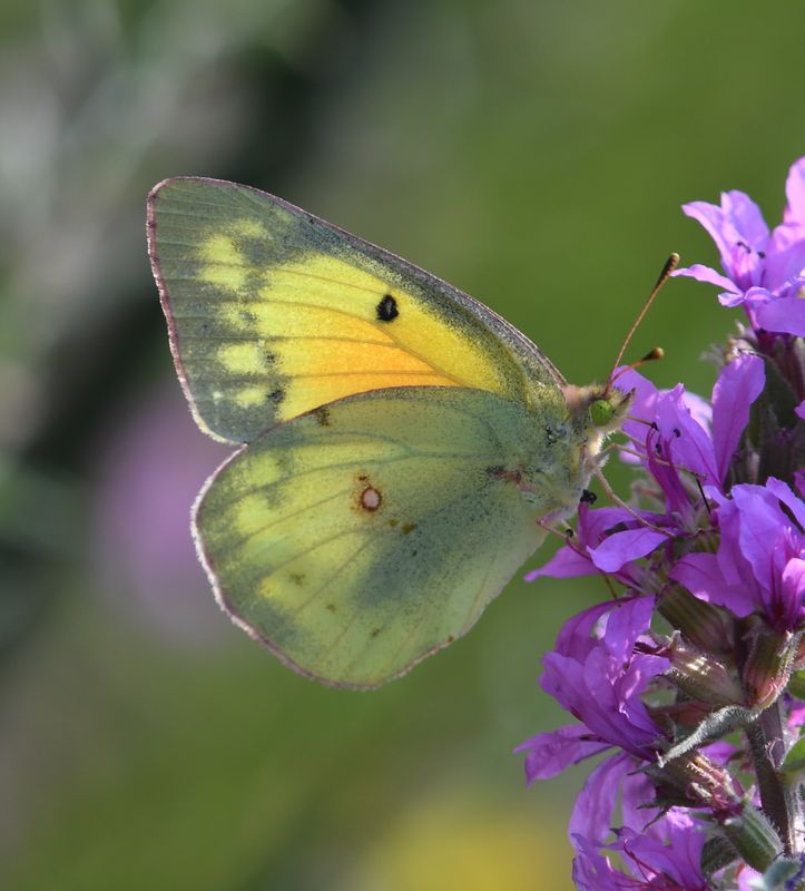 Orange Sulphur: Colias eurytheme