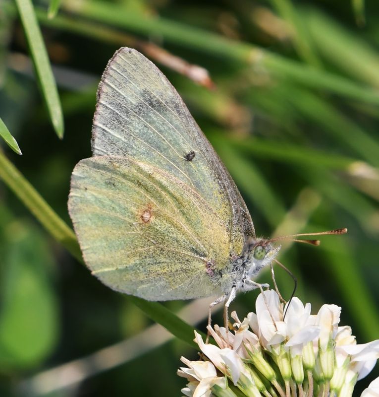 Orange Sulphur: Colias eurytheme