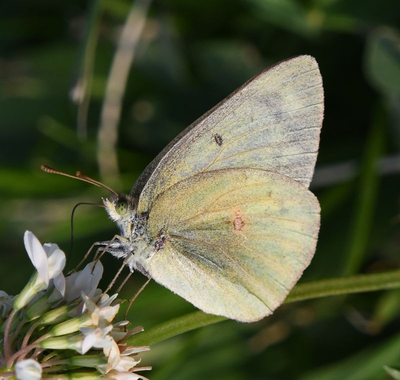 Orange Sulphur: Colias eurytheme