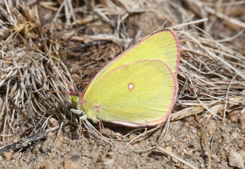 Pink-edged Sulphur: Colias interior (probably)