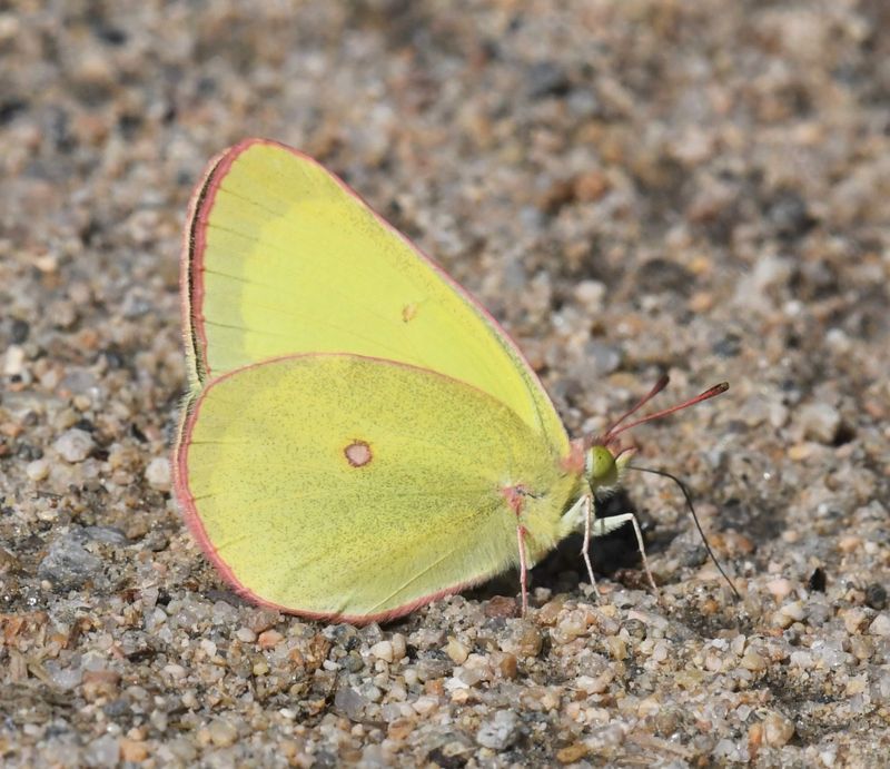 Pink-edged Sulphur: Colias interior (probably)