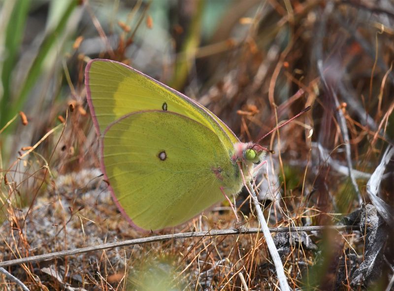 Pink-edged Sulphur: Colias interior