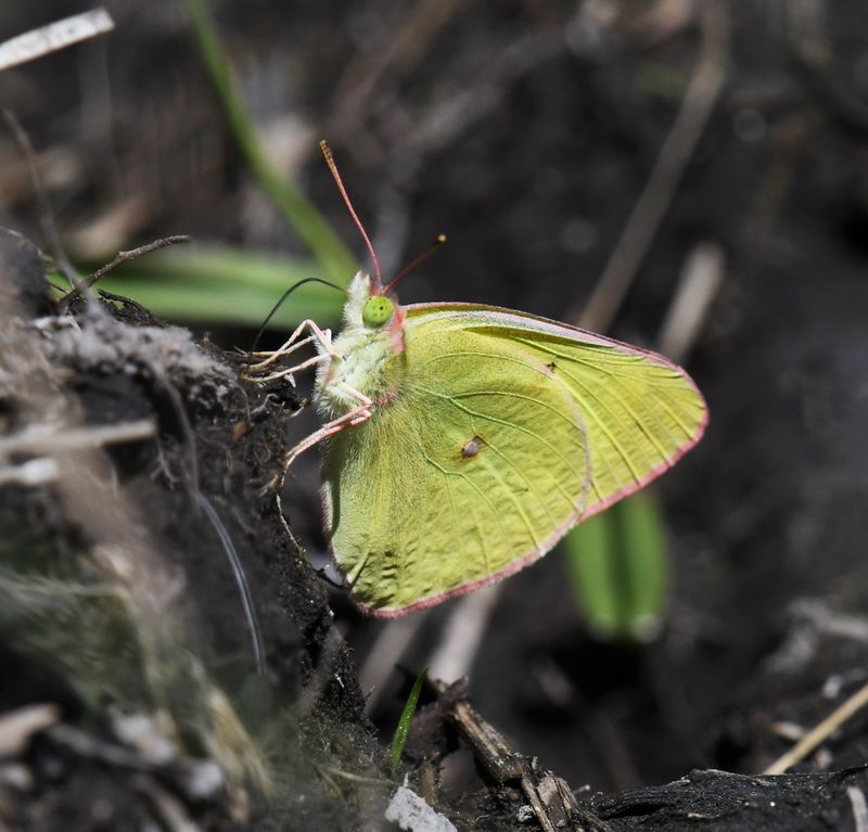 Pink-edged Sulphur: Colias interior