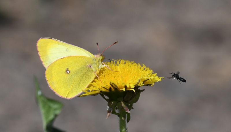 Western Sulphur: Colias occidentalis and Wasp