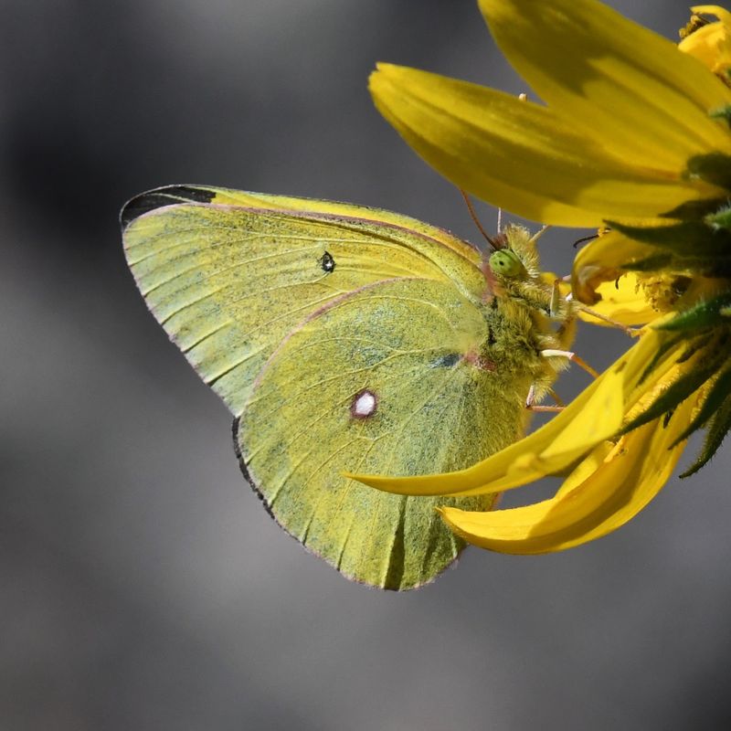 Western Sulphur: Colias occidentalis resplendens