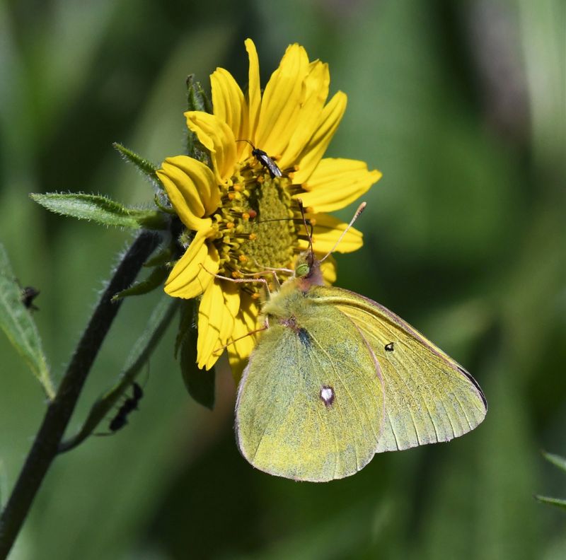 Western Sulphur: Colias occidentalis resplendens