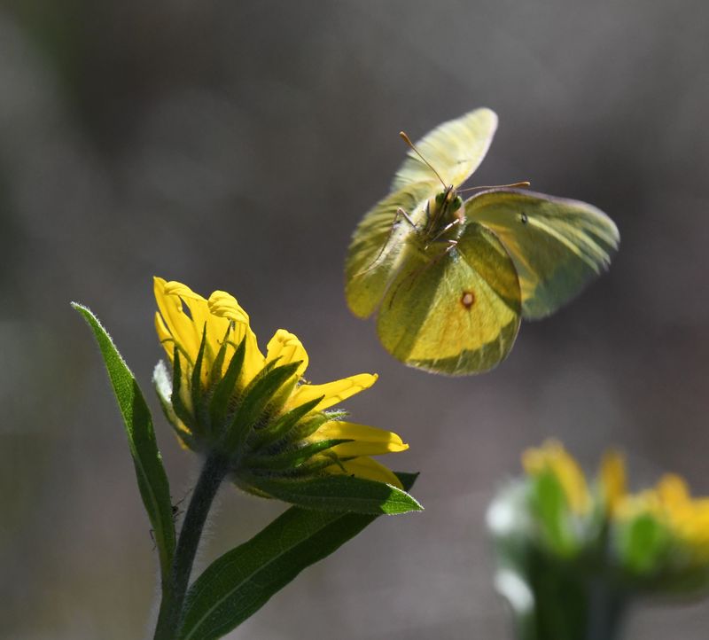 Western Sulphur: Colias occidentalis resplendens