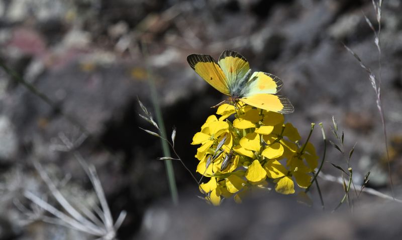 Western Sulphur: Colias occidentalis resplendens