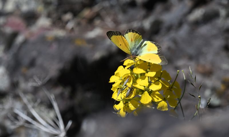 Western Sulphur: Colias occidentalis resplendens