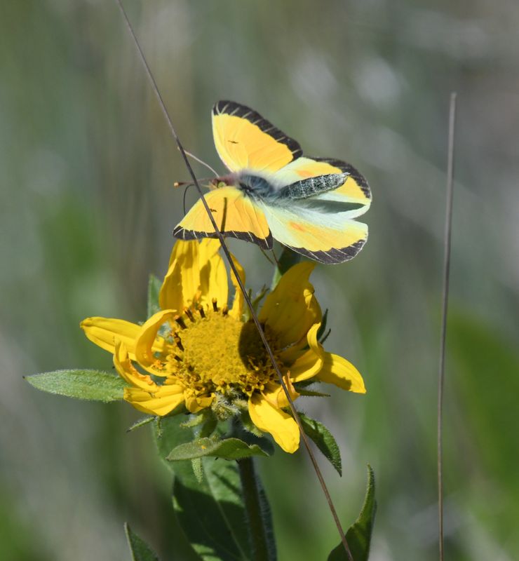 FOLDER: Sulphur, Western -resplendens-