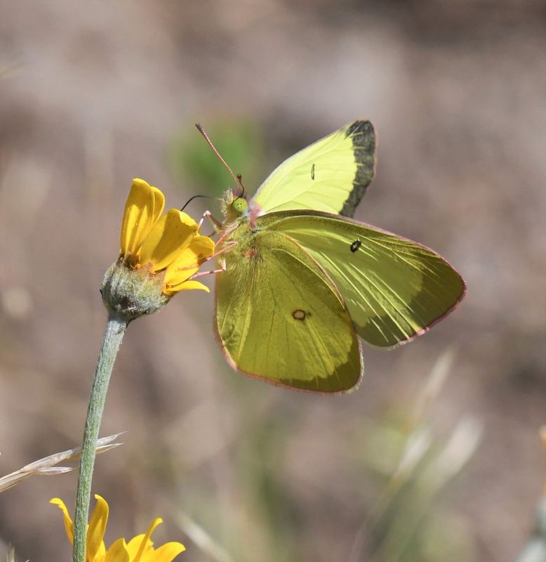 Western Sulphur: Colias occidentalis