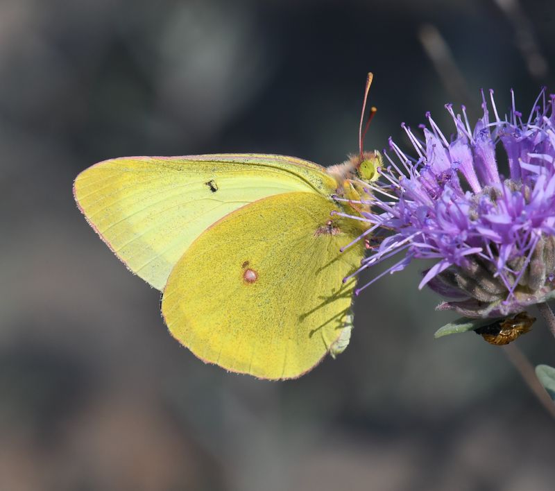 Western Sulphur: Colias occidentalis