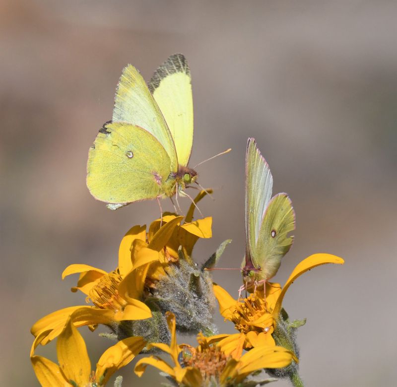 Western Sulphur: Colias occidentalis