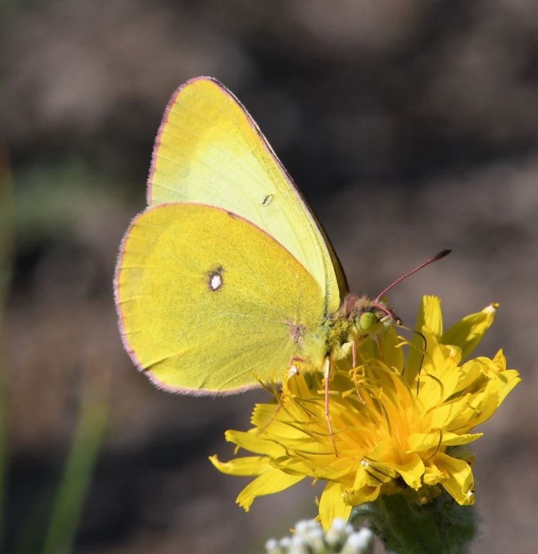 Western Sulphur: Colias occidentalis