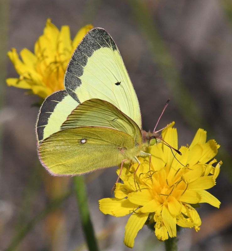 Western Sulphur: Colias occidentalis