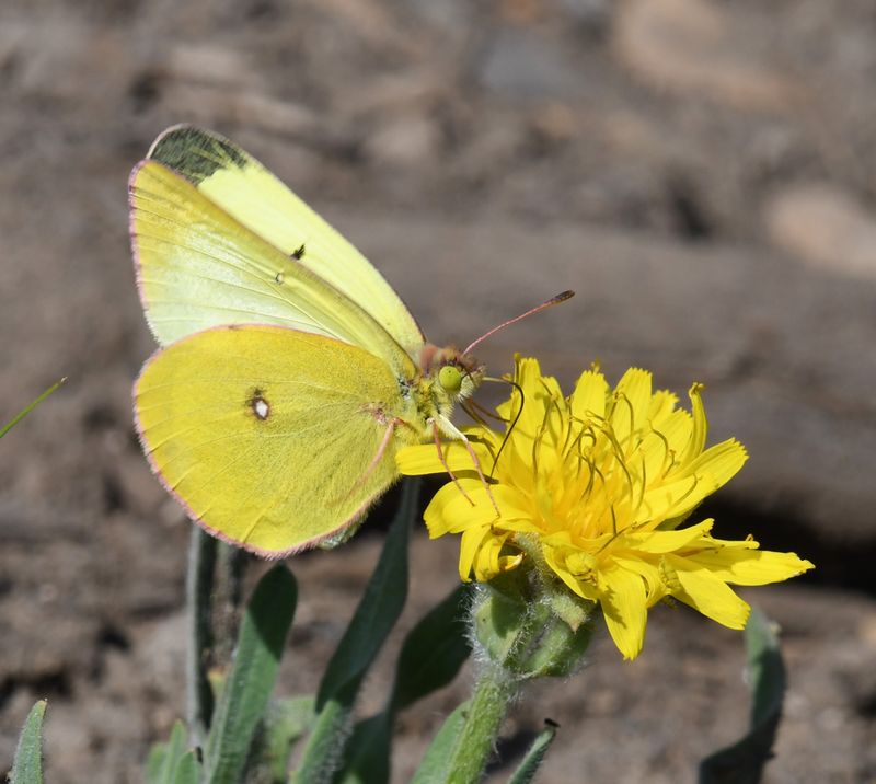 Western Sulphur: Colias occidentalis