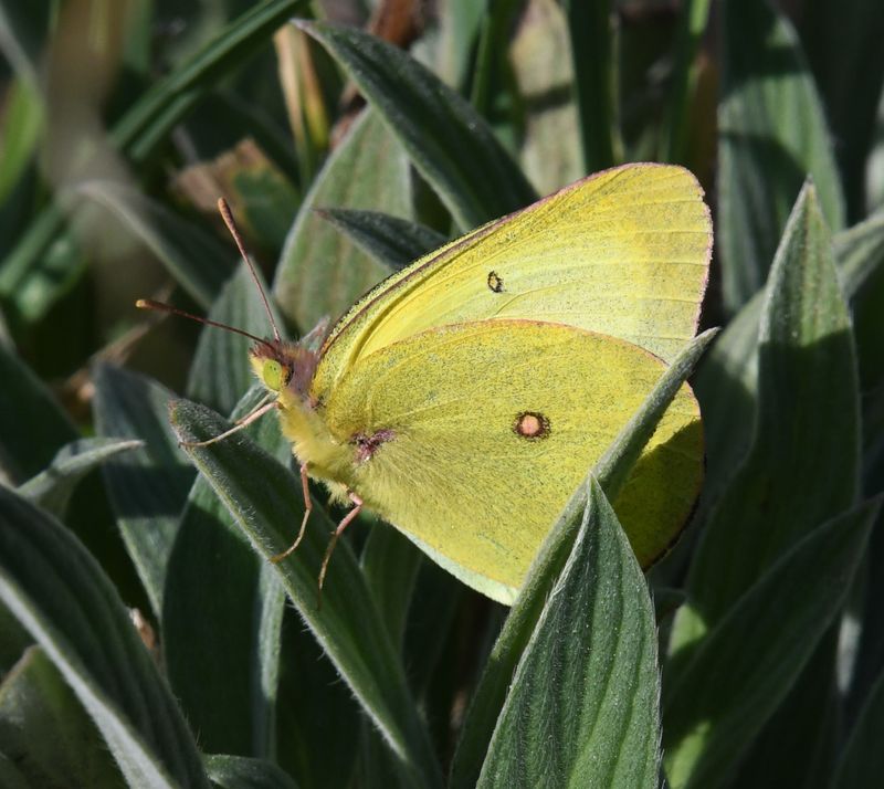 Western Sulphur: Colias occidentalis