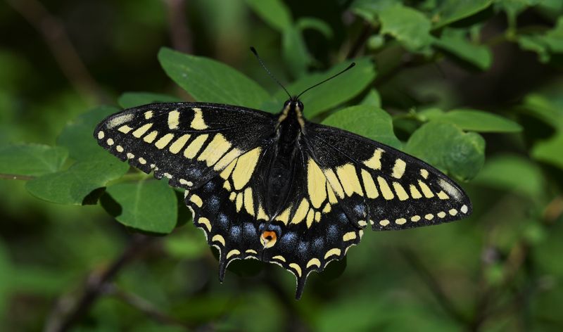 Anise Swallowtail: Papilio zelicaon