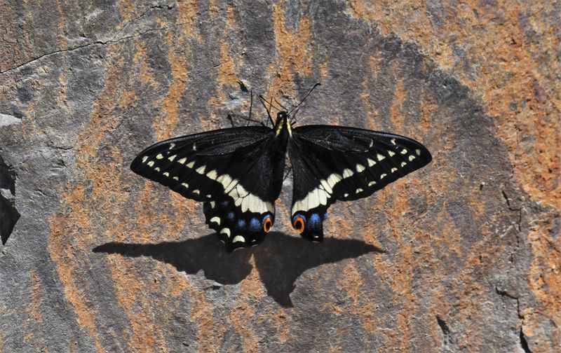Indra Swallowtail: Papilio indra