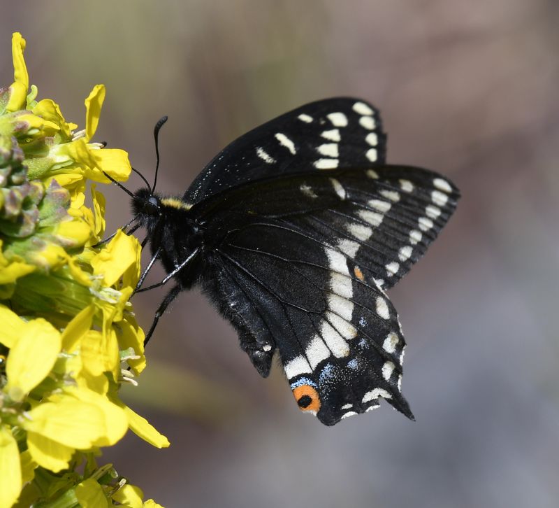 Indra Swallowtail: Papilio indra