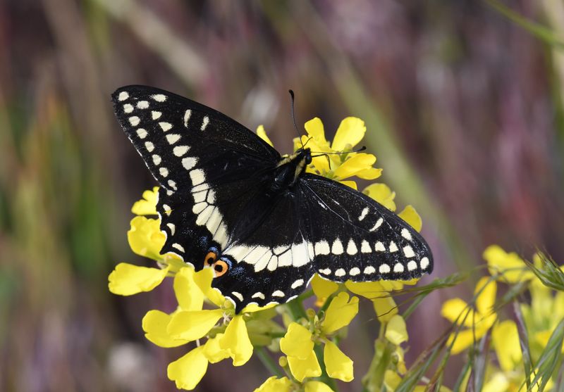 Indra Swallowtail: Papilio indra