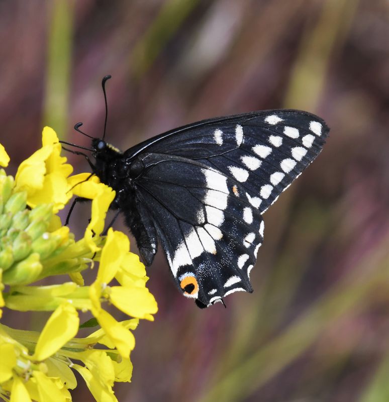 Indra Swallowtail: Papilio indra