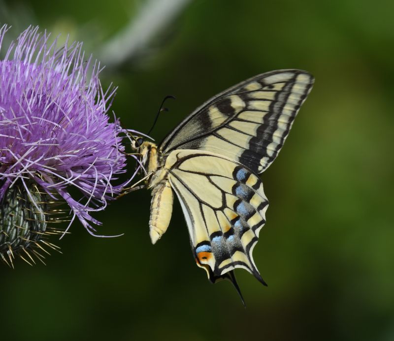 Oregon Swallowtail: Papilio machaon