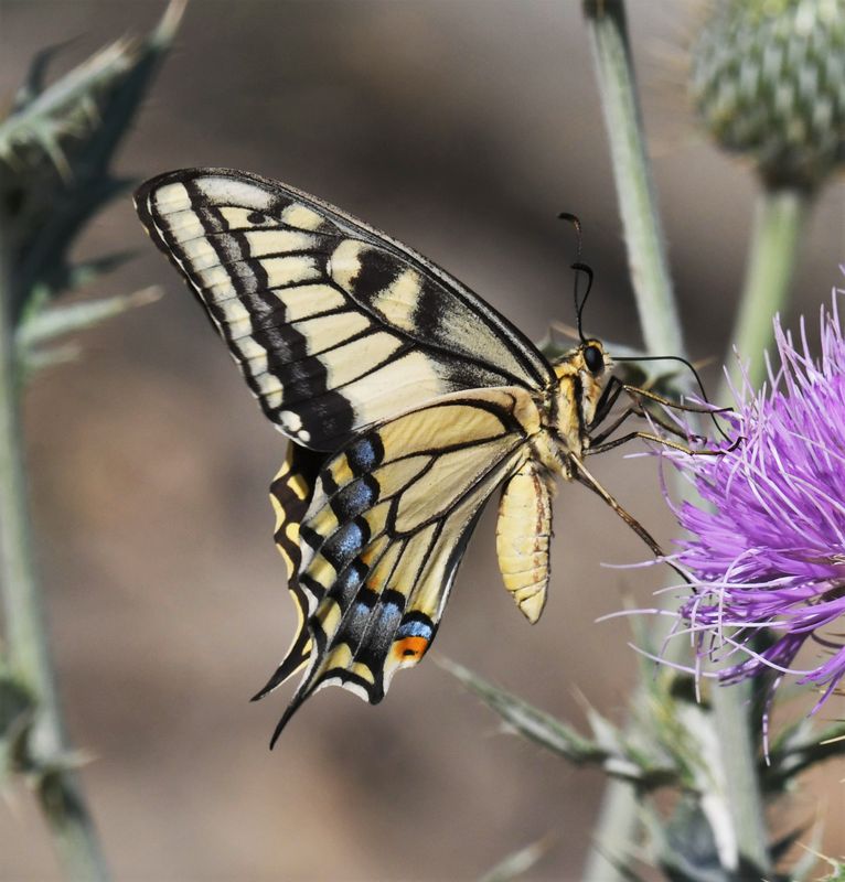 Oregon Swallowtail: Papilio machaon