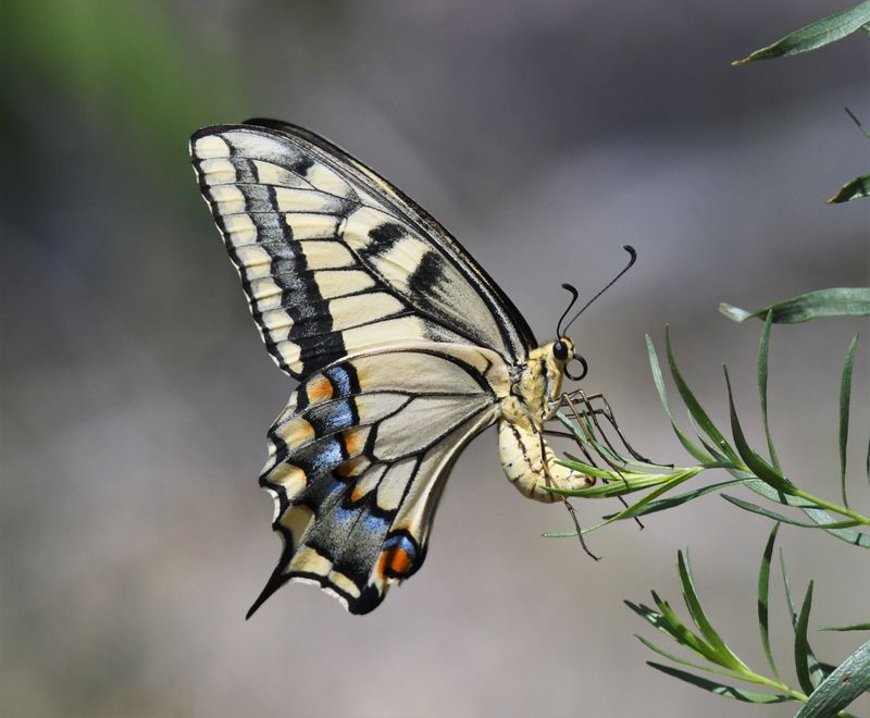 Oregon Swallowtail: Papilio machaon
