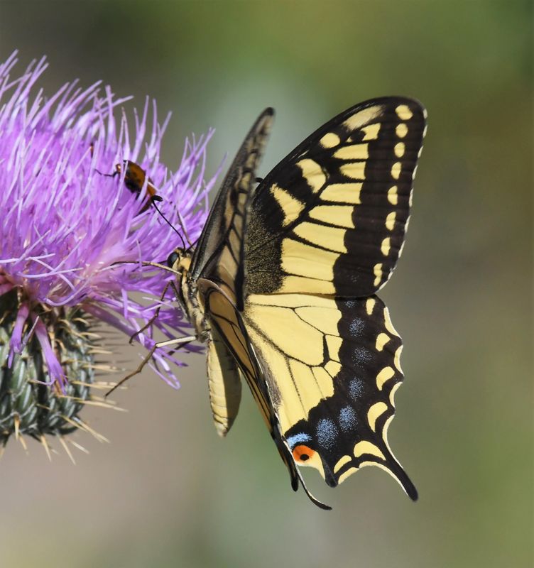 Oregon Swallowtail: Papilio machaon