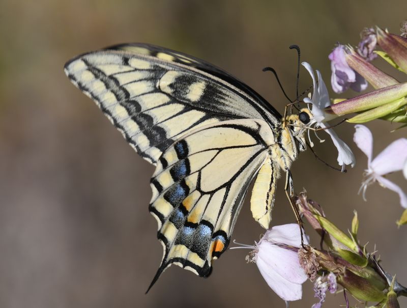 Swallowtail, Oregon