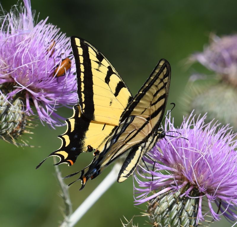 Two-tailed Tiger Swallowtail: Papilio multicaudatus