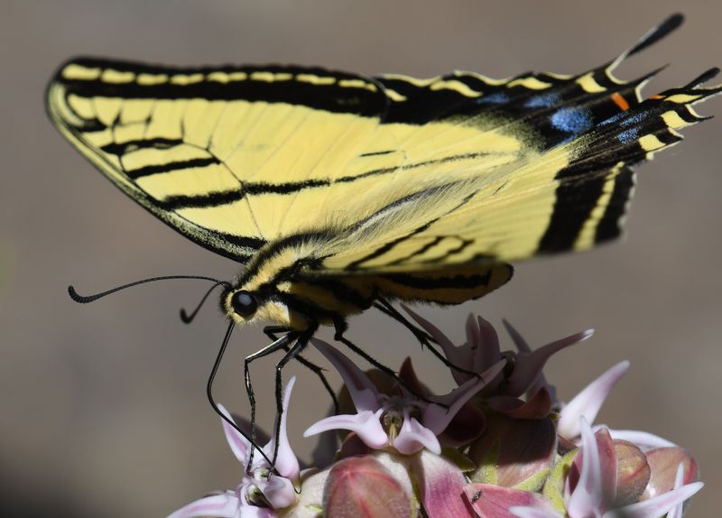Two-tailed Tiger Swallowtail: Papilio multicaudatus
