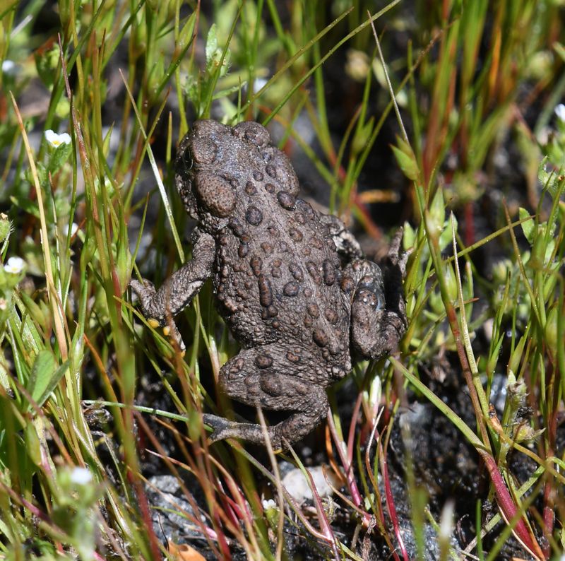 Toad, Western