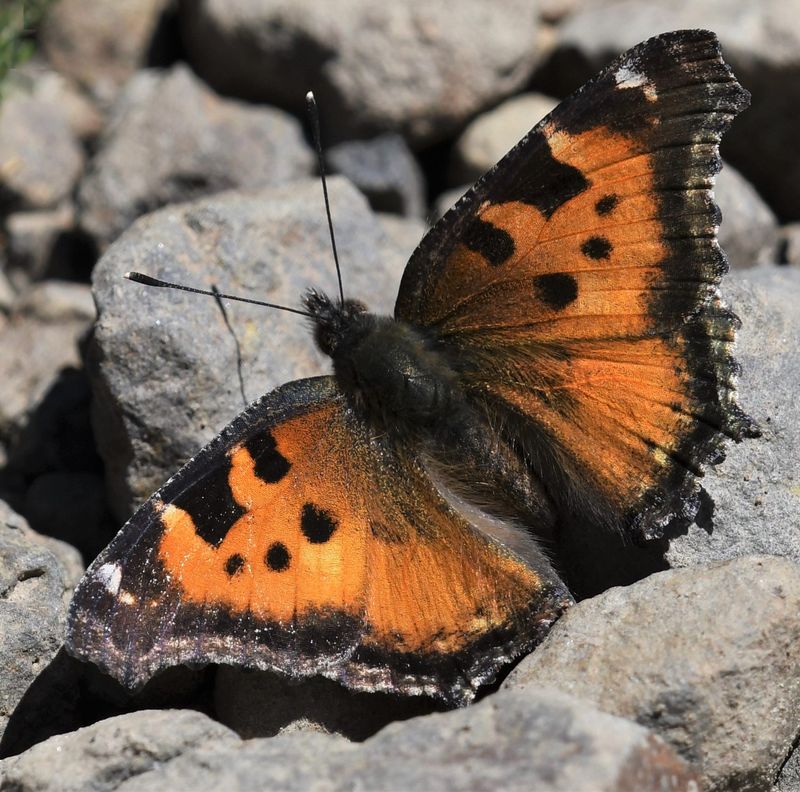 California Tortoiseshell: Nymphalis californica