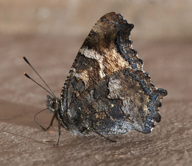 California Tortoiseshell: Nymphalis californica