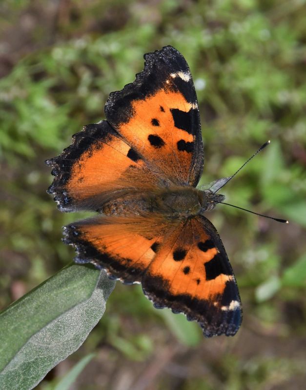California Tortoiseshell: Nymphalis californica