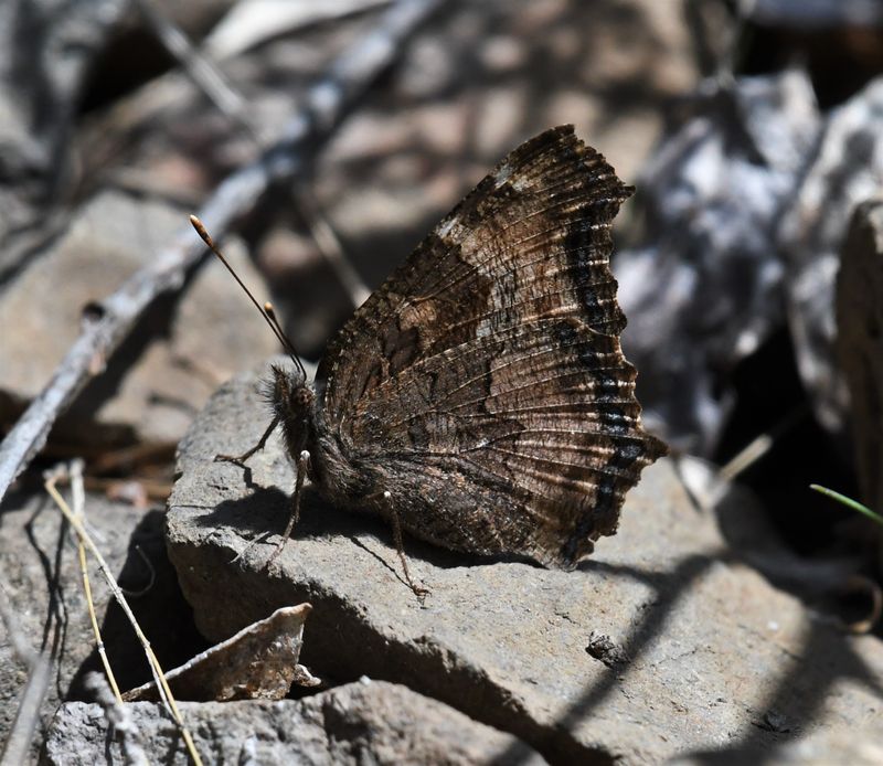California Tortoiseshell: Nymphalis californica