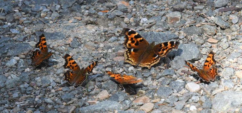 Compton Tortoiseshell, Green and Hoary Anglewing