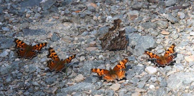 Compton Tortoiseshell, Green and Hoary Anglewing