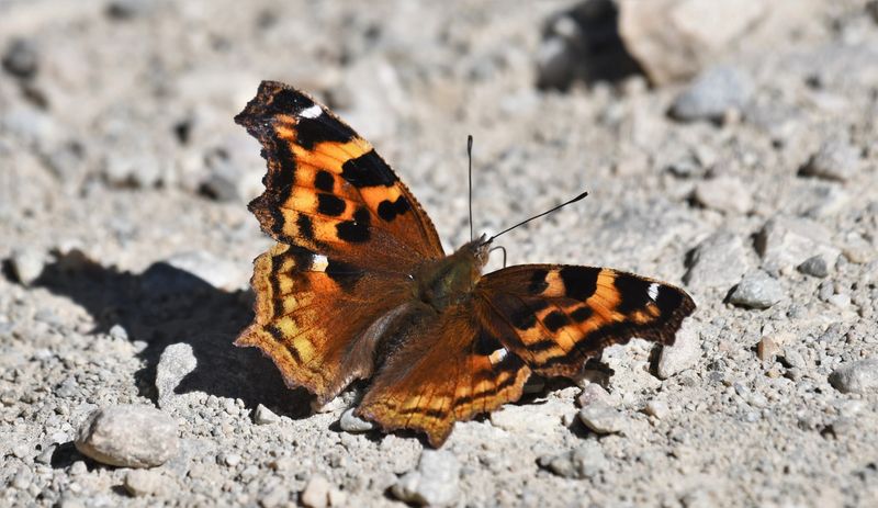 Compton Tortoiseshell: Nymphalis l-album