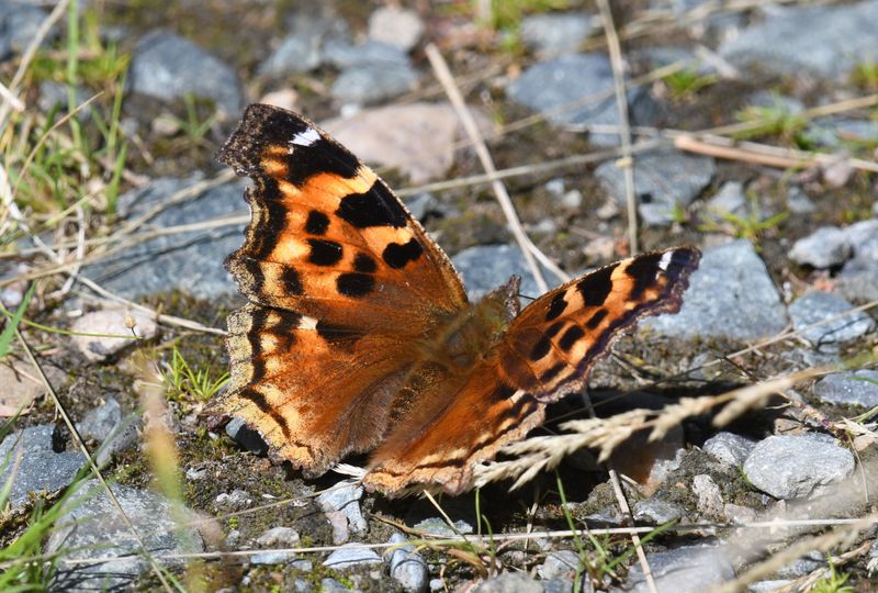 Compton Tortoiseshell: Nymphalis l-album