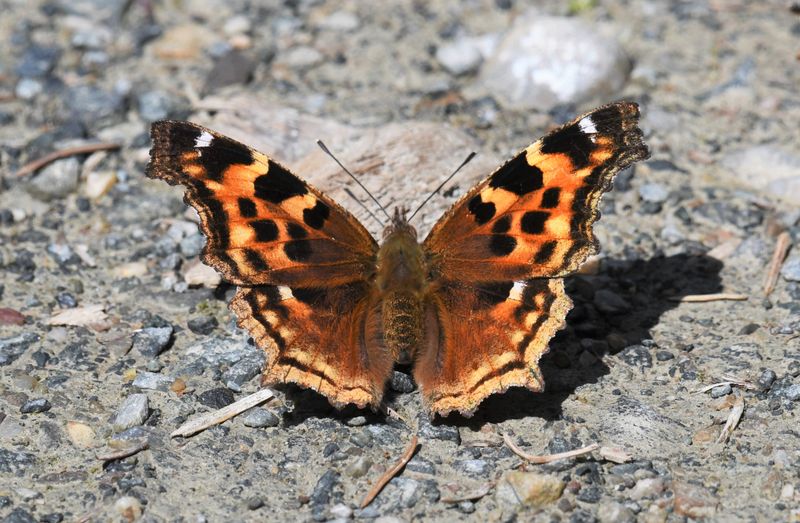 Compton Tortoiseshell: Nymphalis l-album