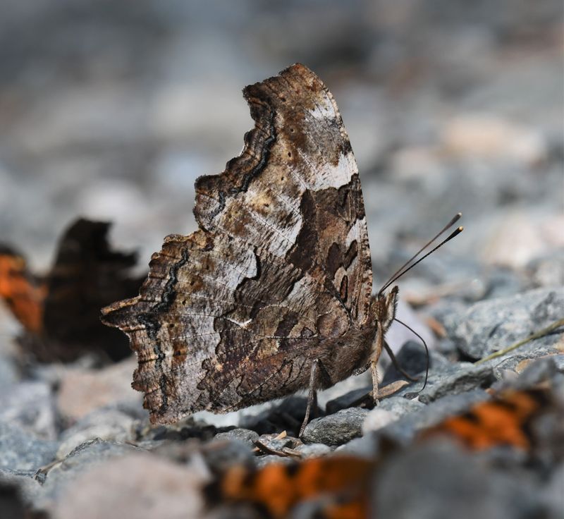 Compton Tortoiseshell: Nymphalis l-album