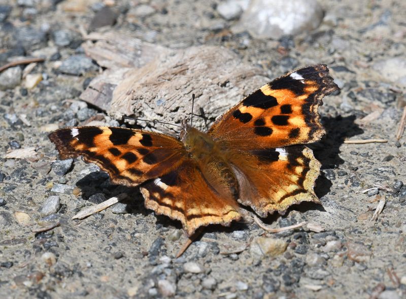 Compton Tortoiseshell: Nymphalis l-album