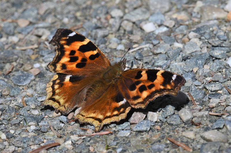 Compton Tortoiseshell: Nymphalis l-album