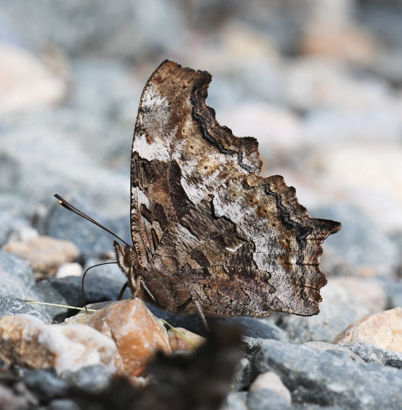 Compton Tortoiseshell: Nymphalis l-album