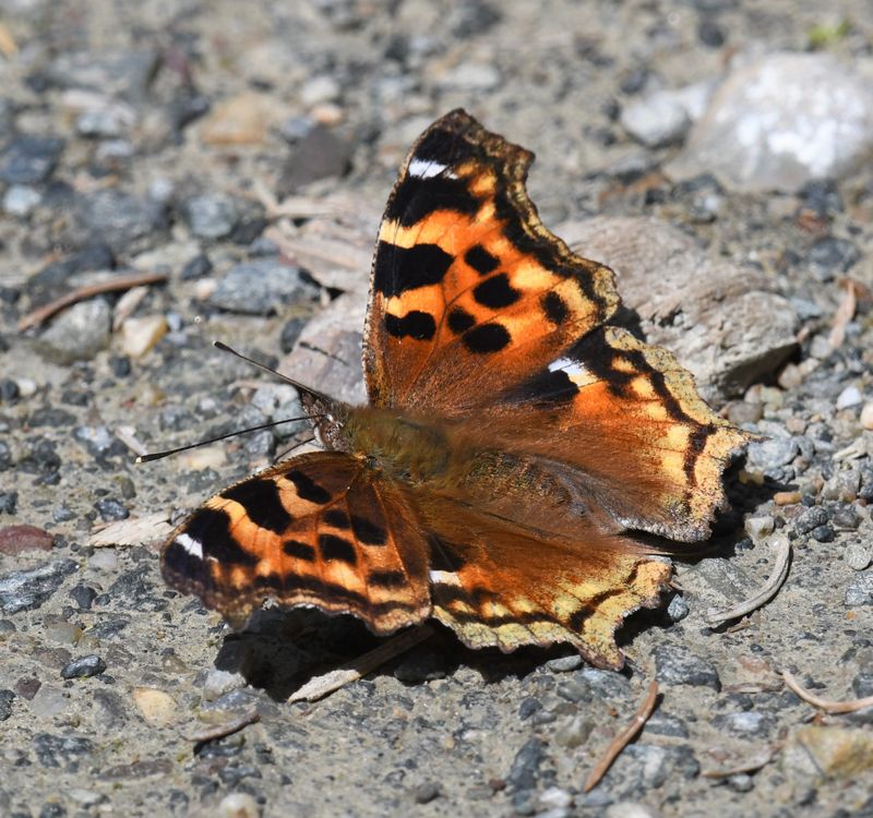 Compton Tortoiseshell: Nymphalis l-album