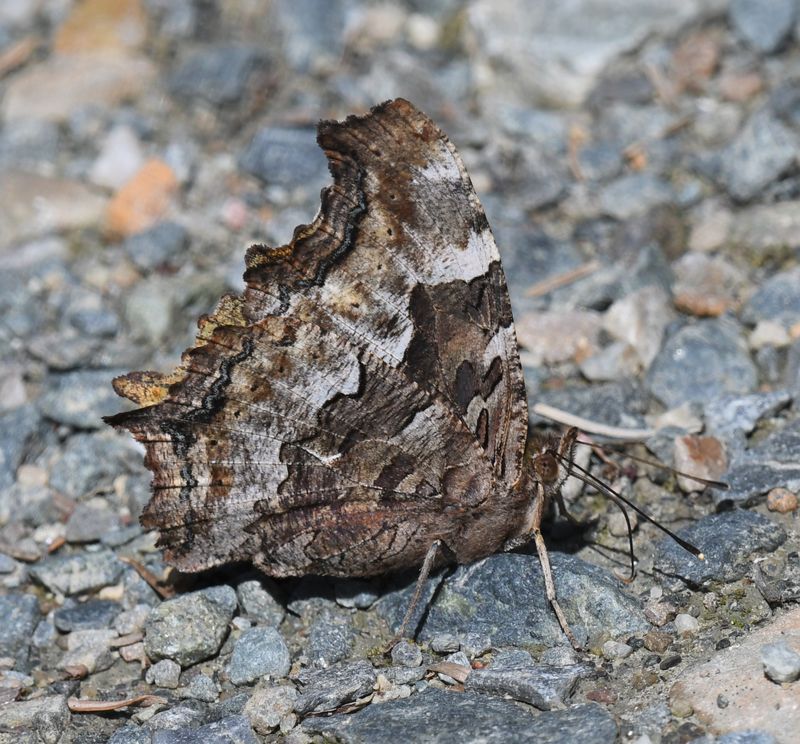 Compton Tortoiseshell: Nymphalis l-album