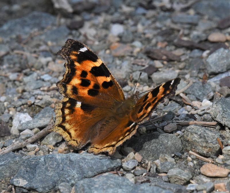 Compton Tortoiseshell: Nymphalis l-album
